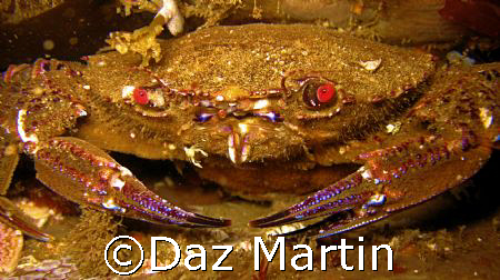 A velvet Crab shot at St Abbs Marine Reserve, Scotland Au... by Daz Martin 