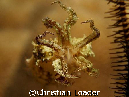 Pygmy Cuttlefish/ Papuan Cuttlefish? photo taken at Parad... by Christian Loader 