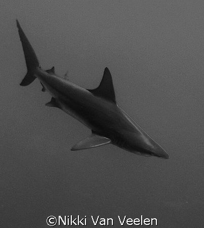 C. Limbatus taken at Shark reef, Ras Mohamed Park by Nikki Van Veelen 