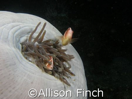 Who shut the door!!!
Two pink anemonefish can't wait unt... by Allison Finch 
