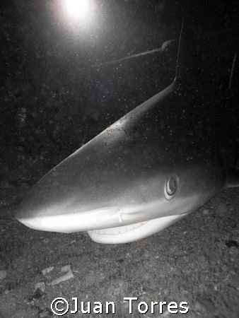 Caribbean Reef Shark inside the WIT Shoal by Juan Torres 
