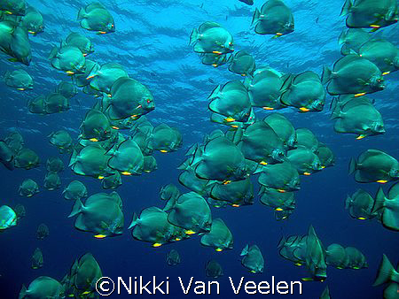 Batfish at Shark reef taken with e300. by Nikki Van Veelen 