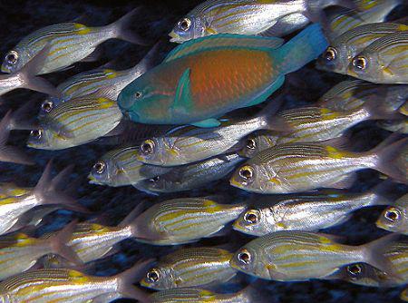 Schooling squirrelfish with a parrotfish by Martin Dalsaso 