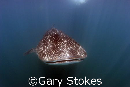 Whale Shark in Donsol, Philippines 2007 by Gary Stokes 