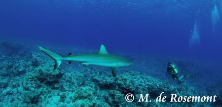 Grey reef shark encounter. 
Sea&sea Housing, Nikon D50, ... by Moeava De Rosemont 