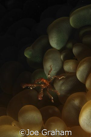 Small Gorilla Crab Swimming away, Taken on Holiday n the ... by Joe Graham 