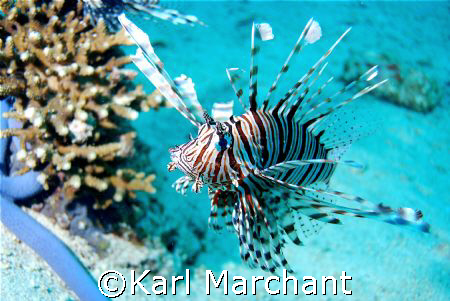 Lion Fish Stalking by Karl Marchant 