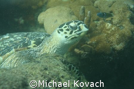 Turtle in reef close to beach at Lauderdale by the Sea by Michael Kovach 