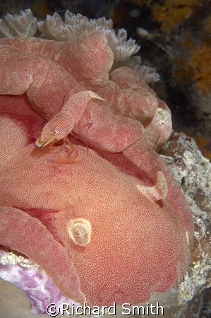Huge imperial shrimp living on a Spanish Dancer nudibranch by Richard Smith 