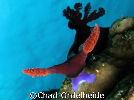 One mean Nudibranch...Olé!
Canon a640 w/ homemade 30x ma... by Chad Ordelheide 