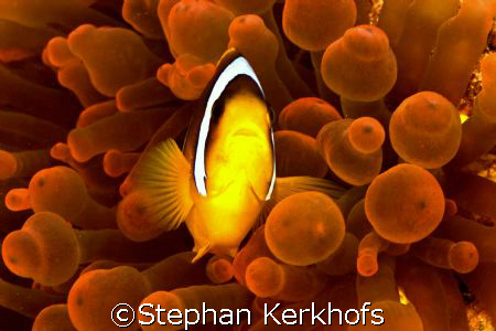 red anemone with doorman, Middle Garden Sharm el sheikh by Stephan Kerkhofs 
