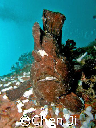 just another frogfish on the wreck. by Chen Ji 