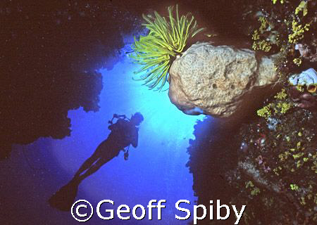 looking up a wall in Bunaken National Park by Geoff Spiby 