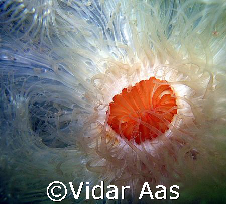 Pulmose anemone by Vidar Aas 