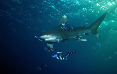 Oceanic white tip at the Brothers, Egypt. by Dray Van Beeck 