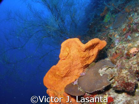  black coral in a orange sponge in the wall at falling ro... by Victor J. Lasanta 