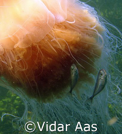 Juvenile whitings under protection of a stinging jellyfish.  by Vidar Aas 