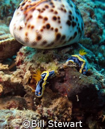"Meet by the Cowrie Shell"   Two nudibranch's near a Cowr... by Bill Stewart 