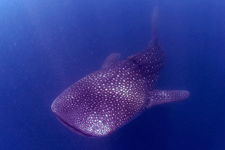 Whalesharks in Donsol, Philippines by Gary Stokes 