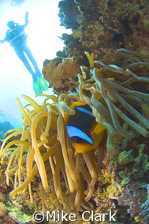 CFWA Clownfish and anemone, whith diver in background.
B... by Mike Clark 