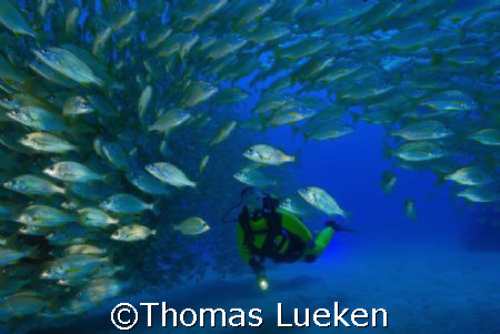 Diver in a swarm by Thomas Lueken 