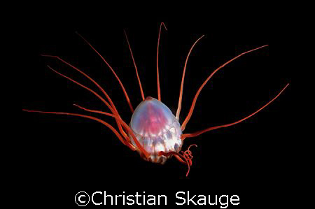 Alien of the deep... the rarely seen crown jelly, or Peri... by Christian Skauge 