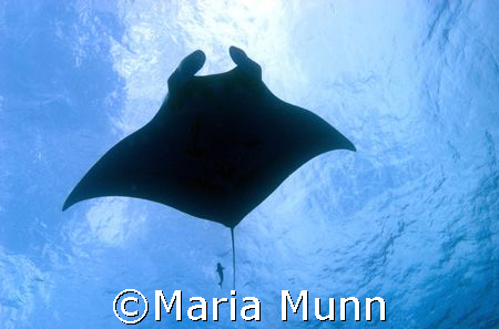 Pacific Manta Ray taken in the Socorro Islands with a Can... by Maria Munn 
