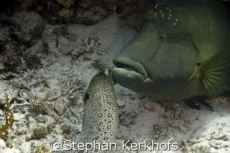 Head to head Napoleonfish vs Giant moray taken at Shark &... by Stephan Kerkhofs 