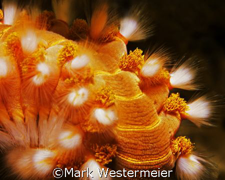 Fireworm - Image taken with a Nikonos RS, 50mm, extender,... by Mark Westermeier 
