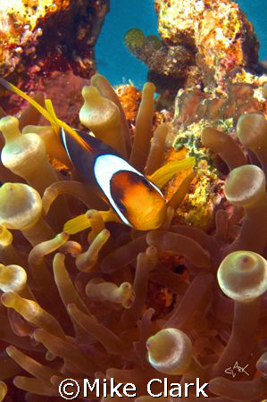 Clown fish in anemone
D70 60mm lens and 2 strobes. by Mike Clark 