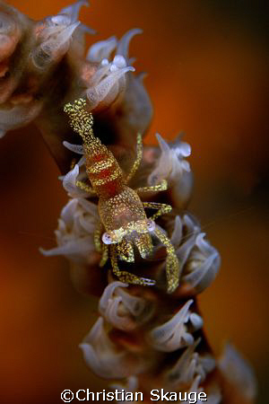 Whip Coral Shrimp photographed at the Farasan Banks in Sa... by Christian Skauge 