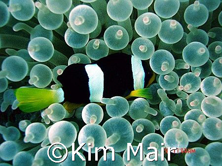 Clarkes Nemo in Bubble Anenome, Meemu Atoll, Maldives.  by Kim Mair 