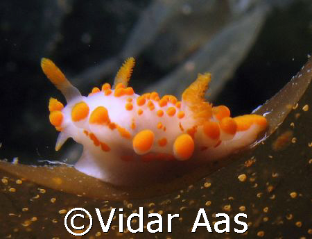 I discover this little nudi on a dive in North Norway's a... by Vidar Aas 