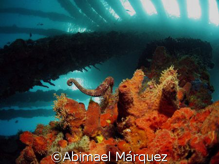 " A look at the Sky" (seahorse in the picture), Crash Boa... by Abimael Márquez 