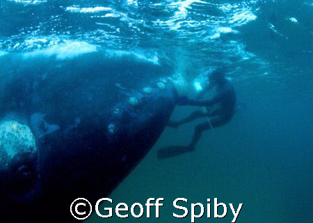 a spearfisherman meeting up with a southern right whale i... by Geoff Spiby 