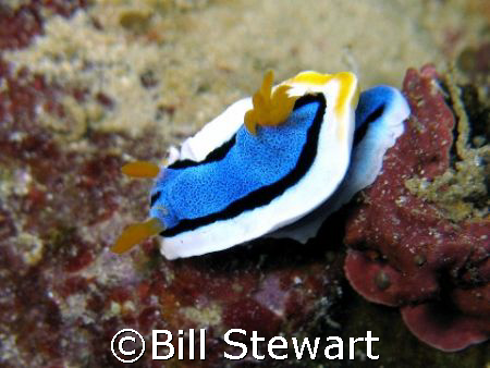 Nudibranch taken during a dive at Tubla Point Reef, Moalb... by Bill Stewart 