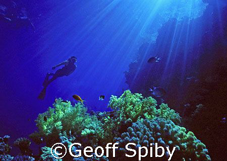 snorkelling near Na`ama Bay in the Red Sea by Geoff Spiby 