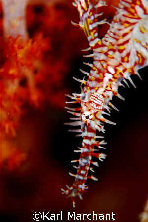 Ornate ghost pipefish at Hin Daeng by Karl Marchant 