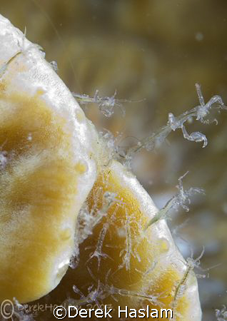 Skeleton shrimp's. North Wales. D200, 60mm. by Derek Haslam 