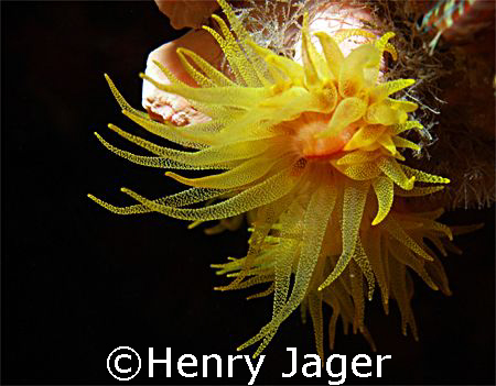 Gracile Cup Coral; Olympus E330; Macro lens 50mm; f/8; 1/100 by Henry Jager 