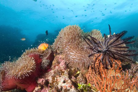 Reef scene in Fiji by Andy Lerner 