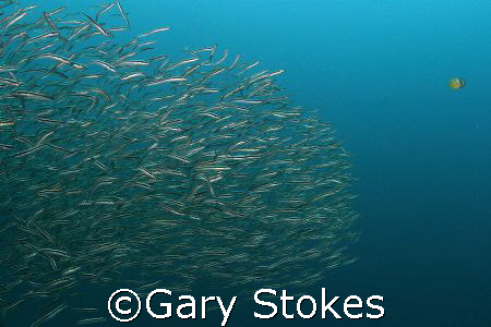 Stand Out From The Crowd....Be A  Leader!!! by Gary Stokes 