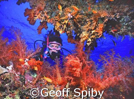 diver and soft corals by Geoff Spiby 