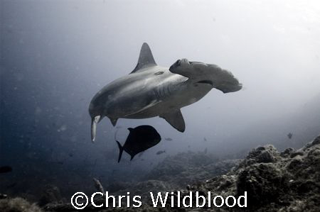Scalloped Hammerhead, Cocos Dec 2007.
At last I'm Back i... by Chris Wildblood 