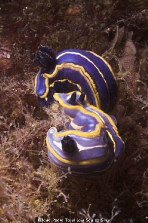 Nudibranchs (Hypselodoris fontandraui) shot in Sesimbra w... by Joao Pedro Tojal Loia Soares Silva 