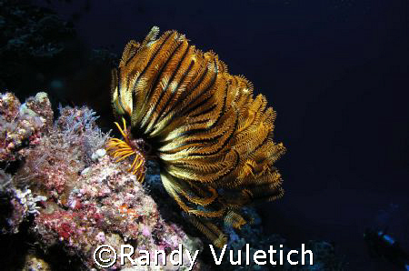 OLY50 50 50     " Cod Hole "  Coral Sea,Australia by Randy Vuletich 
