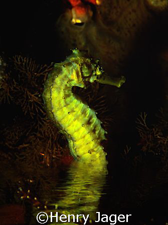 During night, a few species of seahorses prefer to breath... by Henry Jager 