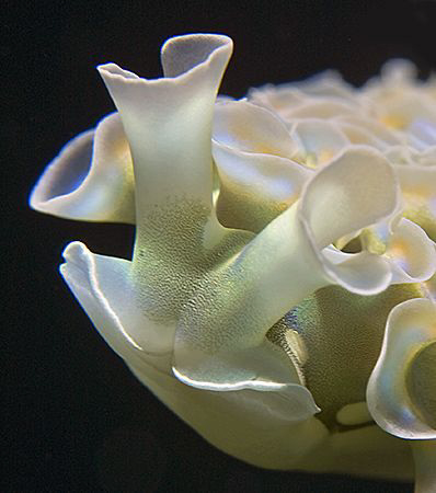 A up-close view of the Lettuce Sea Slug (Elysia crispata). by Jim Chambers 