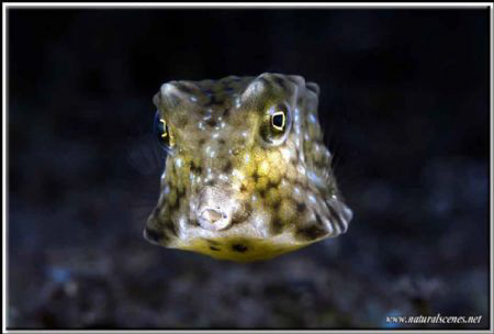 Box fish close up D200 / 60mm by Yves Antoniazzo 