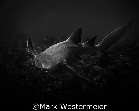 From the Depths - Image taken in Belize with a Nikon D100... by Mark Westermeier 